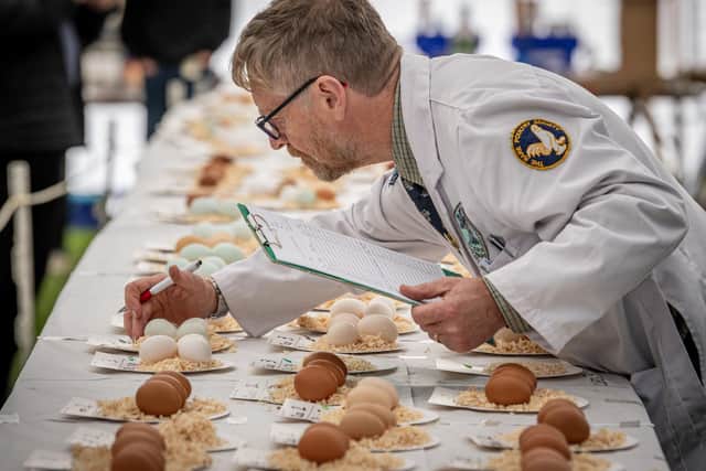 Egg judge Colin Booth casts his eye over the entries at Nidderdale Show 2025 in Pateley Bridge, traditionally the last agricultural show of the calendar in Yorkshire Photograph by Tony Johnson.