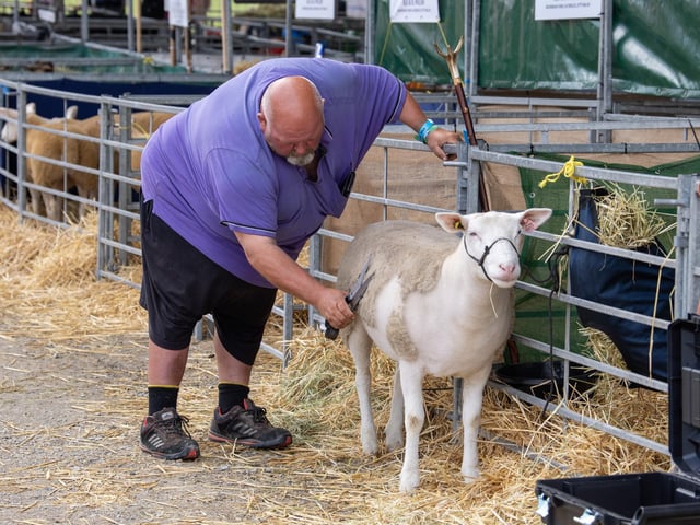 Sheep class preparations