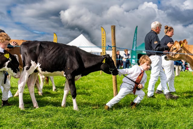 George James, aged 4, of Northallerton, handling a young Holstein heifer during judging