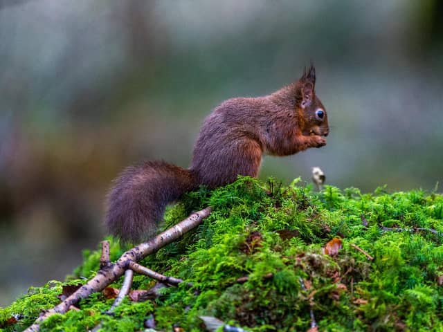 Snaizeholme in the Yorkshire Dales will benefit from funding from insurer Aviva to creating one of England’s biggest new native woodlands as part of a large habitat restoration project. Part of the aim is also to support the local population of red squirrels.
