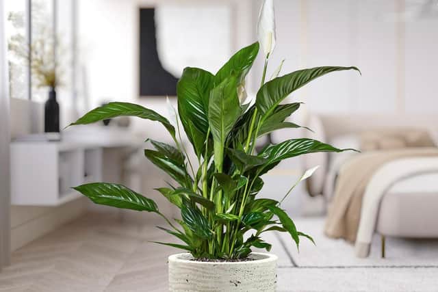 A healthy looking peace lily.