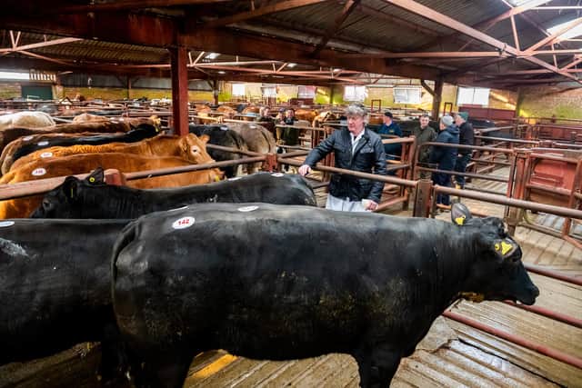 Malton Live Stock Market. Pictured Butcher Andrew Radford from Sleights, near Whitby looking at cattle that he would go on to buy at the auction. Picture By Yorkshire Post Photographer,  James Hardisty.