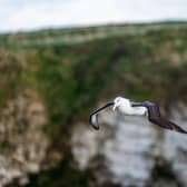 The Black Browed Albatross at Bempton Cliffs, thought to be the only albatross of its kind in the Northern Hemisphere. PIC: James Hardisty