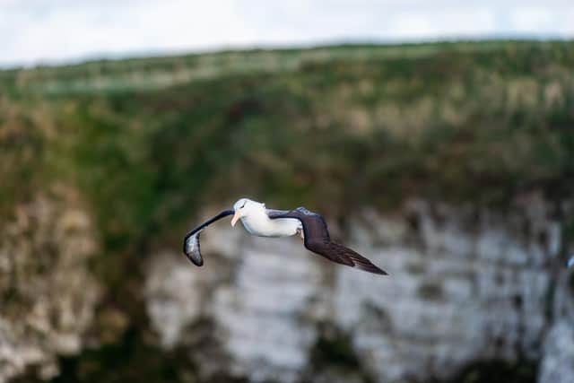 The Black Browed Albatross at Bempton Cliffs, thought to be the only albatross of its kind in the Northern Hemisphere. PIC: James Hardisty