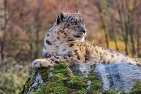Judith Bowman took this photo of a Snow Leopard at Highland Wildlife Park.