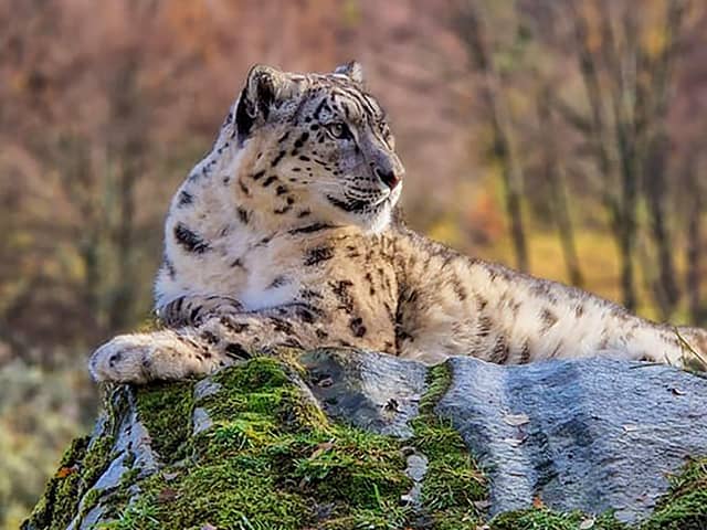 Judith Bowman took this photo of a Snow Leopard at Highland Wildlife Park.