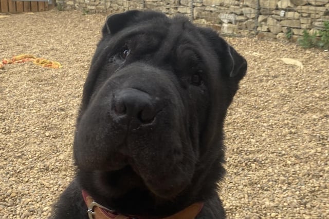 This 7 year old Shar Pei is the newest dog at the Wakefield branch after being found stray. This  content and chilled dog is fiercely loyal and is perfect for anybody who just needs a friend.