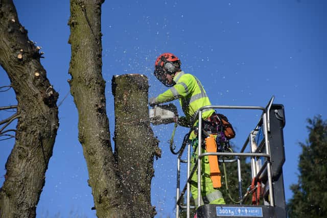 A tree is removed on Kenwood Road in Sheffield in 2018. Picture: Scott Merrylees