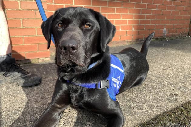 Two-year-old black Labrador Rory has been training as a disability assistance dog with Sheffield-based charity Support Dogs since the start of the year.