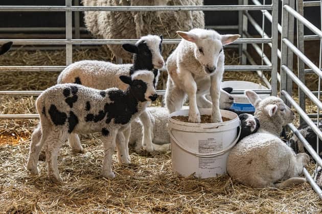 Lambs at Cannon Hall Farm. (Pic credit: Tony Johnson)