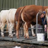 Cows are washed at the Royal Highland Centre in Ingliston, Edinburgh, ahead of the Royal Highland Show which runs from Thursday to Sunday. Picture: Andrew Milligan/PA Wire