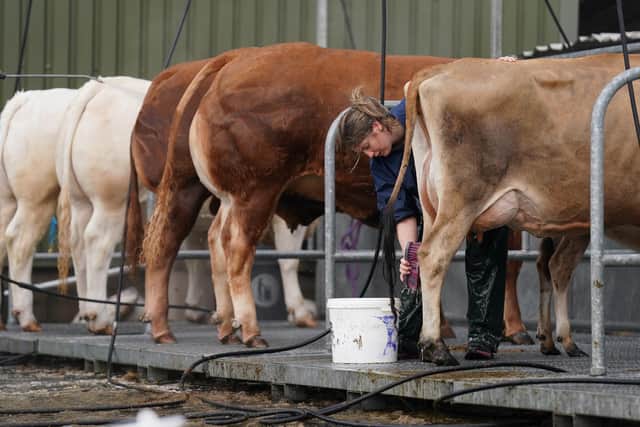 Cows are washed at the Royal Highland Centre in Ingliston, Edinburgh, ahead of the Royal Highland Show which runs from Thursday to Sunday. Picture: Andrew Milligan/PA Wire