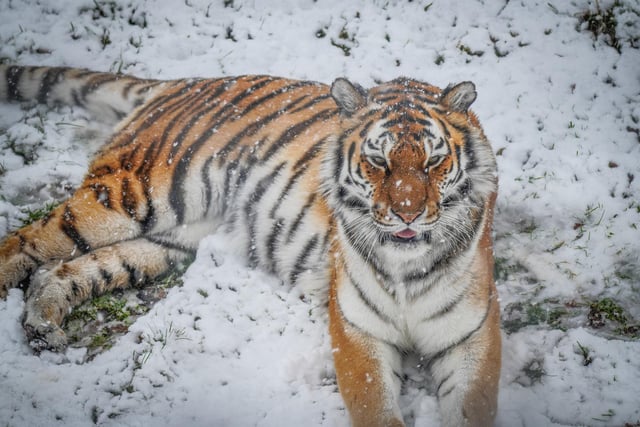 The Amur Tiger is native to the Russian Far East and Northeast China, where the natural habitat is usually covered in deep white snow and temperatures can fall as low as -40°C.
