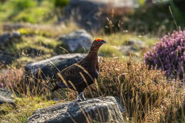A grouse in amongst the heather at Carl Wark, an iron age fort in the Peak District just inside the Yorkshire border. 
Technical details lens, Nikon D850 with 70-200 mm lens shot with the exposure 1/800th of a second at  f15.6, 500 ISO. Picture Tony Johnson