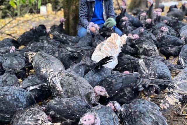 Turkey farmer Paul White with some of the 500 turkeys he has reared at his farm this year.