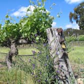 Old vines, still producing fabulous flavours