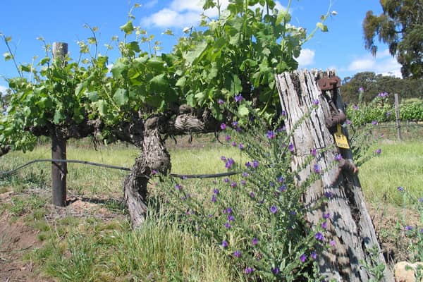 Old vines, still producing fabulous flavours