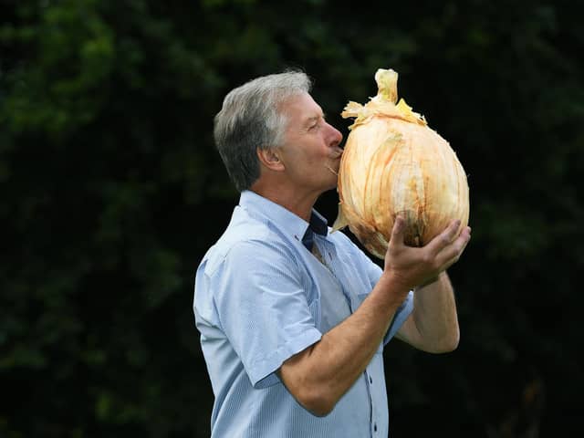Harrogate Autumn Flower Show at Newby Hall and Gardens, Ripon. Gareth Griffin from Guernsey with his world record heaviest onion of 19 lb 7.7 oz.
Photographed for the Yorkshire Post by Jonathan Gawthorpe.