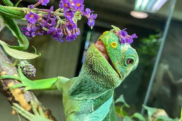 Harley McTiernan took this photo of Koro the Male Fiji Banded Iguana at Colchester Zoo. “