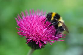 A bee sat on a flower. PIC: Adobe
