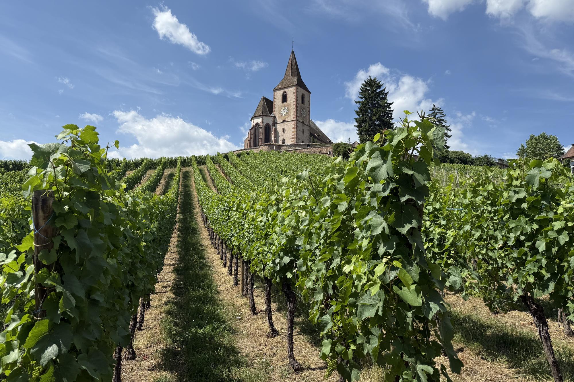 The best chilled white wines to have in your cooler this summer