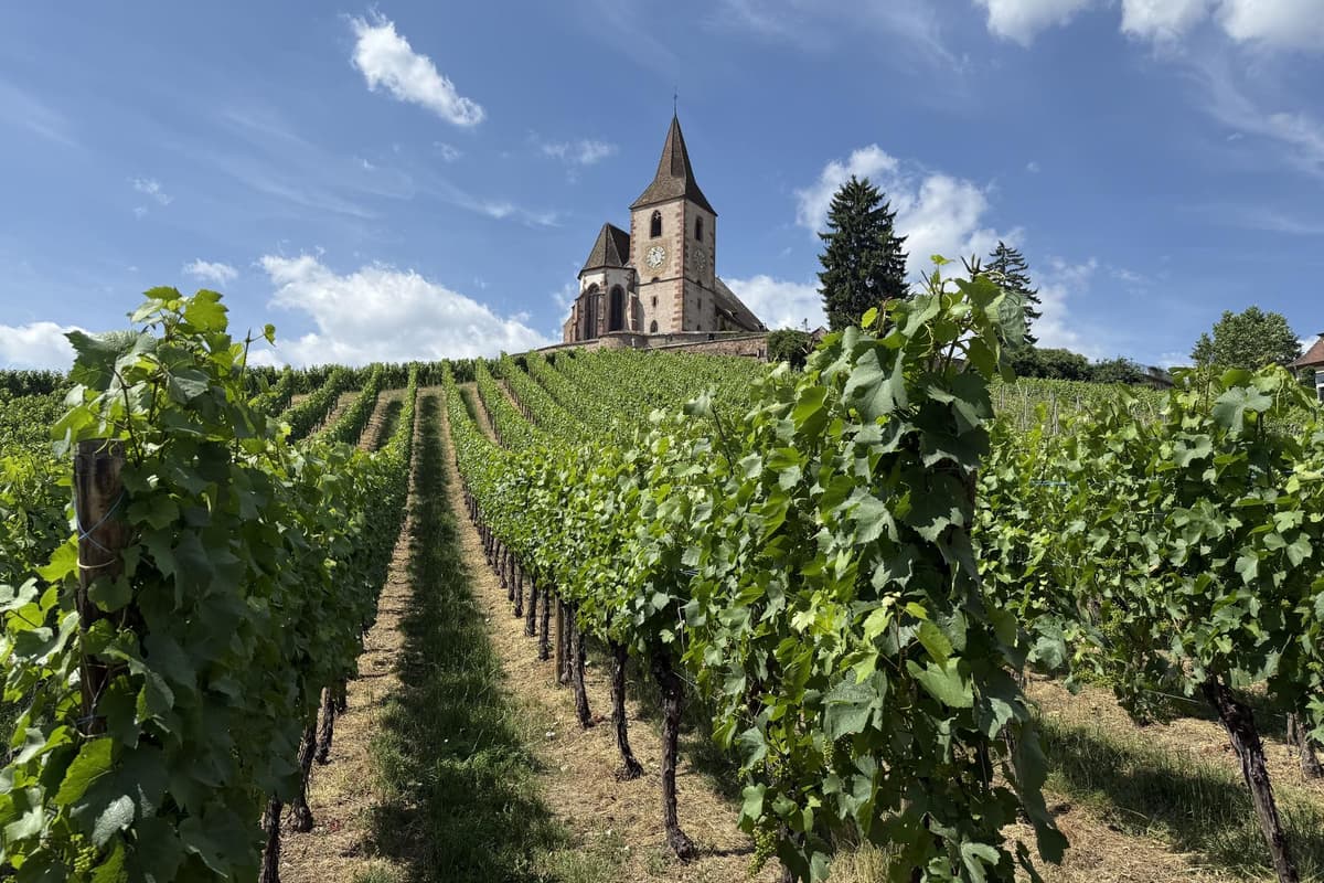 The best chilled white wines to have in your cooler this summer