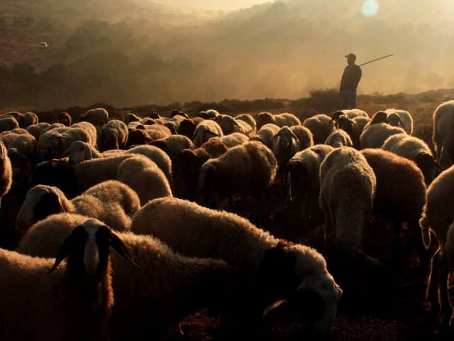 Good Shepherd by Ahmad Al-Bazz