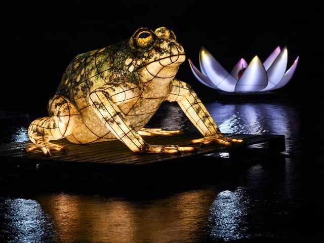 The Awakening light festival in Hull. Lantern Company's Nature Nocturnal captured by The Yorkshire Post photographer Jonathan Gawthorpe.