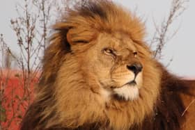 Ares the African lion. 
Yorkshire Wildlife Park / SWNS