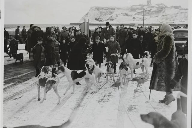 Every year, on Shrove Tuesday, a meet of the Staintondale Hounds was held at Scarborough and the traditional Meet took place as usual in 1955 at Peasholm Gap.
