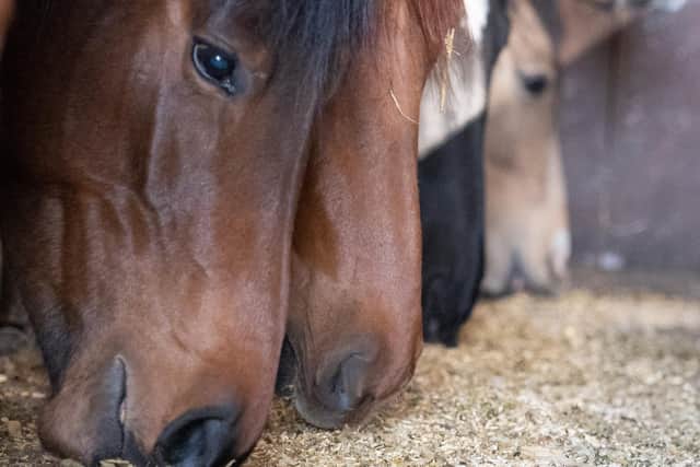 The surveys found that the significant increase in costs is biting but that at present people are ultimately putting their horses first whilst making necessary personal sacrifices.