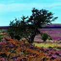 Purple heather on Spaunton Moor on the North York Moors. (Pic credit: Gary Longbottom)