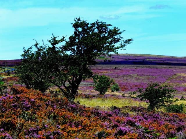 Purple heather on Spaunton Moor on the North York Moors. (Pic credit: Gary Longbottom)