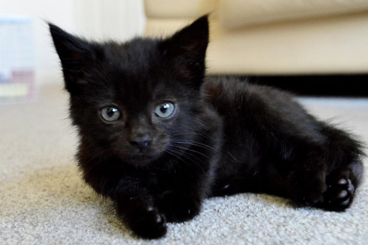 Where can I adopt a cat in Yorkshire? Here are 12 cat rescue centres in the  region where you can save a cat's life | Yorkshire Post