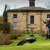 Gardeners Volunteers help prepare the grounds and woodlands at Castle Howard, near Malton ready for Spring. 'Dave' the Peacock is pictured in the Walled Garden area as Paul Sarginson is pictured at work.. Picture by Simon Hulme