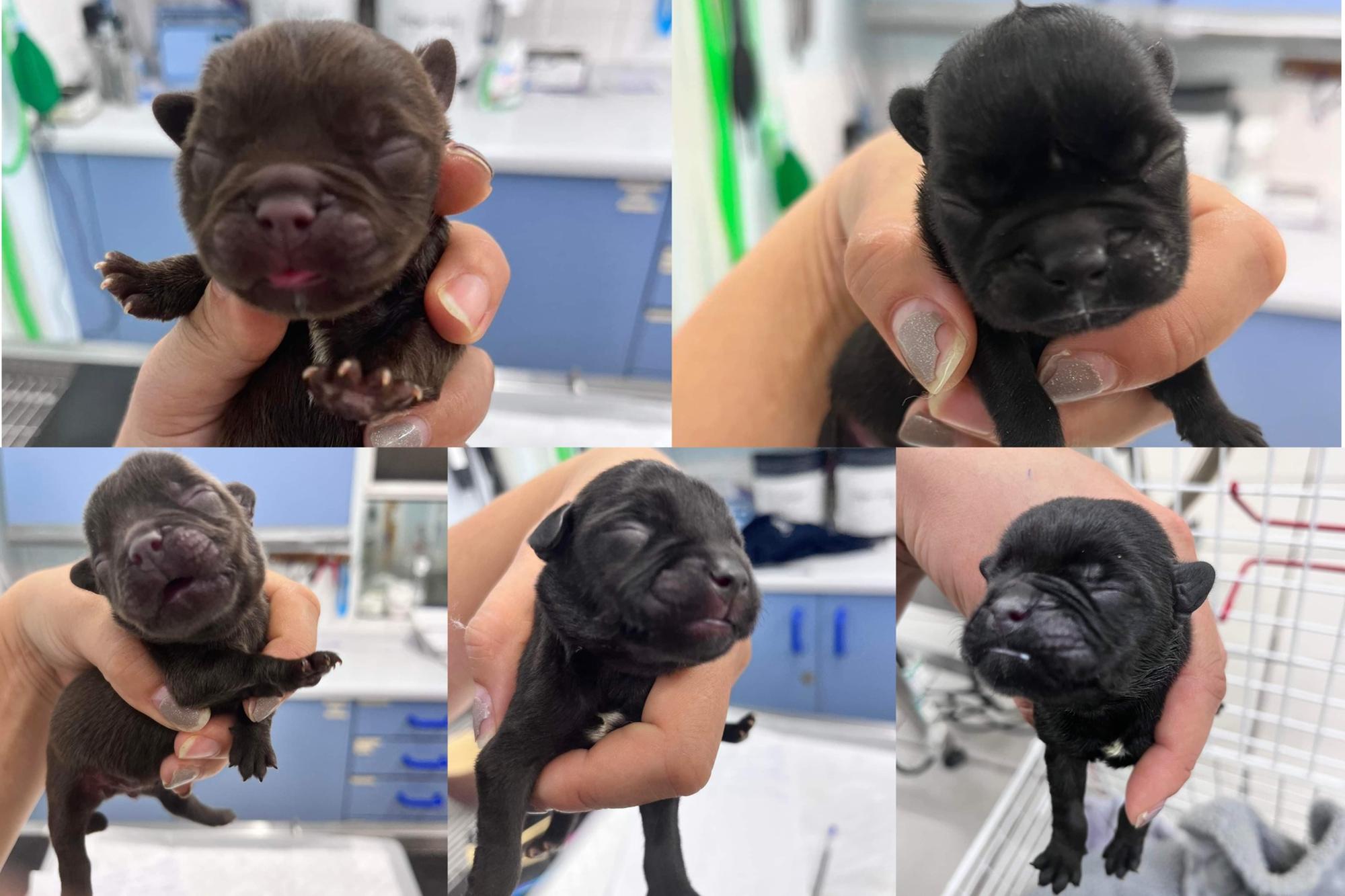 French bulldog shop rescue rspca