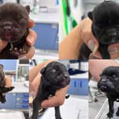 Five French Bulldog puppies were found abandoned in a woods in Sheffield on Monday.