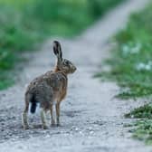 The season for hare-coursing and poaching is underway and police and courts are using new powers to target offenders and poachers.