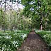 East Wood, a stretch of woodland above Otley, is up for sale. Photo: Otley 2030