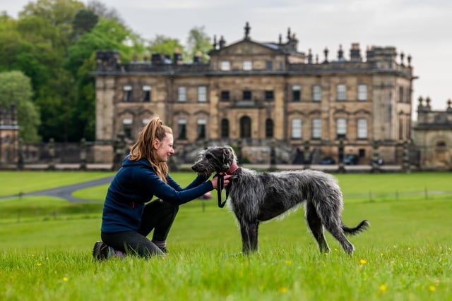 Fleur Rigby, from Burnley, with her Lurcher called River, who will be competing in the some of the races run by the National Lurcher & Racing Club as part of the country fair. Picture By Yorkshire Post Photographer,  James Hardisty. Date: 6th May 2024.
