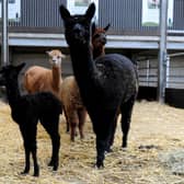 New born alpaca at Cannon Hall Farm, Cawthorne, near Barnsley