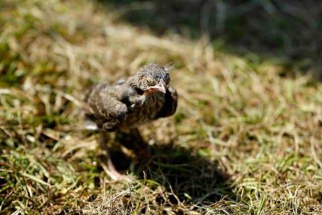 A baby bird. (Pic credit: Christian Petersen / Getty Images)