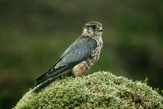 An ongoing long-term study of Britain’s smallest and most elusive diurnal bird of prey, the Merlin (Falco columbarius), indicates that the species is breeding successfully on grouse moors in the Yorkshire Dales.