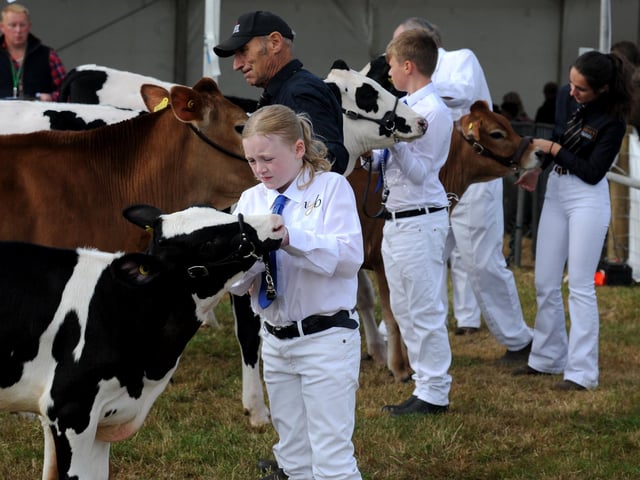 The Dairy Cattle parade at the show.