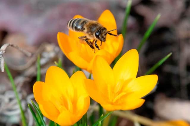 A bee hovers around a winter aconite to collect pollen. (Pic credit: Thomas Kienzle / AFP via Getty Images)