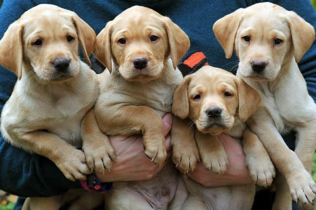 The Labrador is in the top 10 most popular breeds according to a poll. (Pic credit: Gary Longbottom)