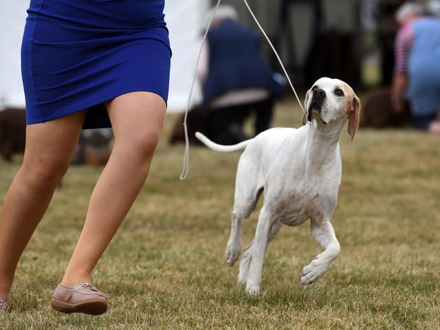 A graceful dog moves around the ring with its handler during judging