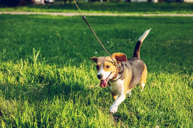 Experts share dog walking hazards and how to avoid them.