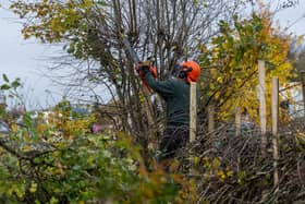 Hedge Laying is a skill that should be preserved. PIC: James Hardisty.