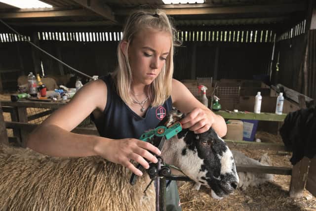 Young farmer Abbey White prepares a Mule gimmer lamb for show and sale at Bentham Mart